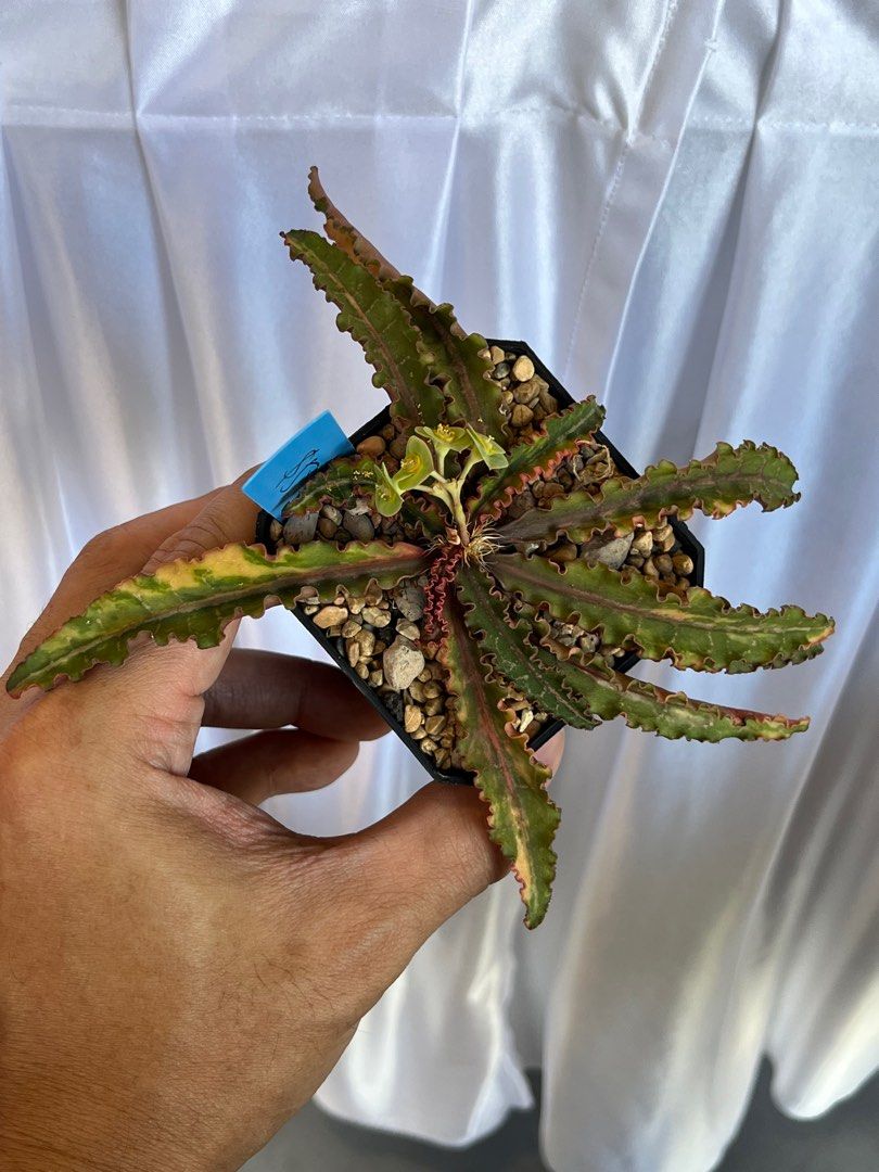 6cm Euphorbia Francoisii Succulent – Live Cactus Plant For Home Garden