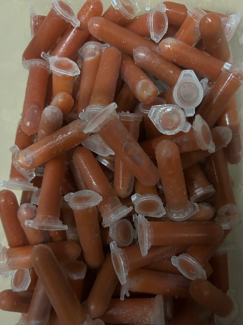 Freshly hatched Frozen baby brine shrimp BBS in 2Ml capsule