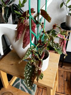 (Category: ) located in . Submitted by little.leafleaf (Listing ID 1222124943, Image 1). Description: .