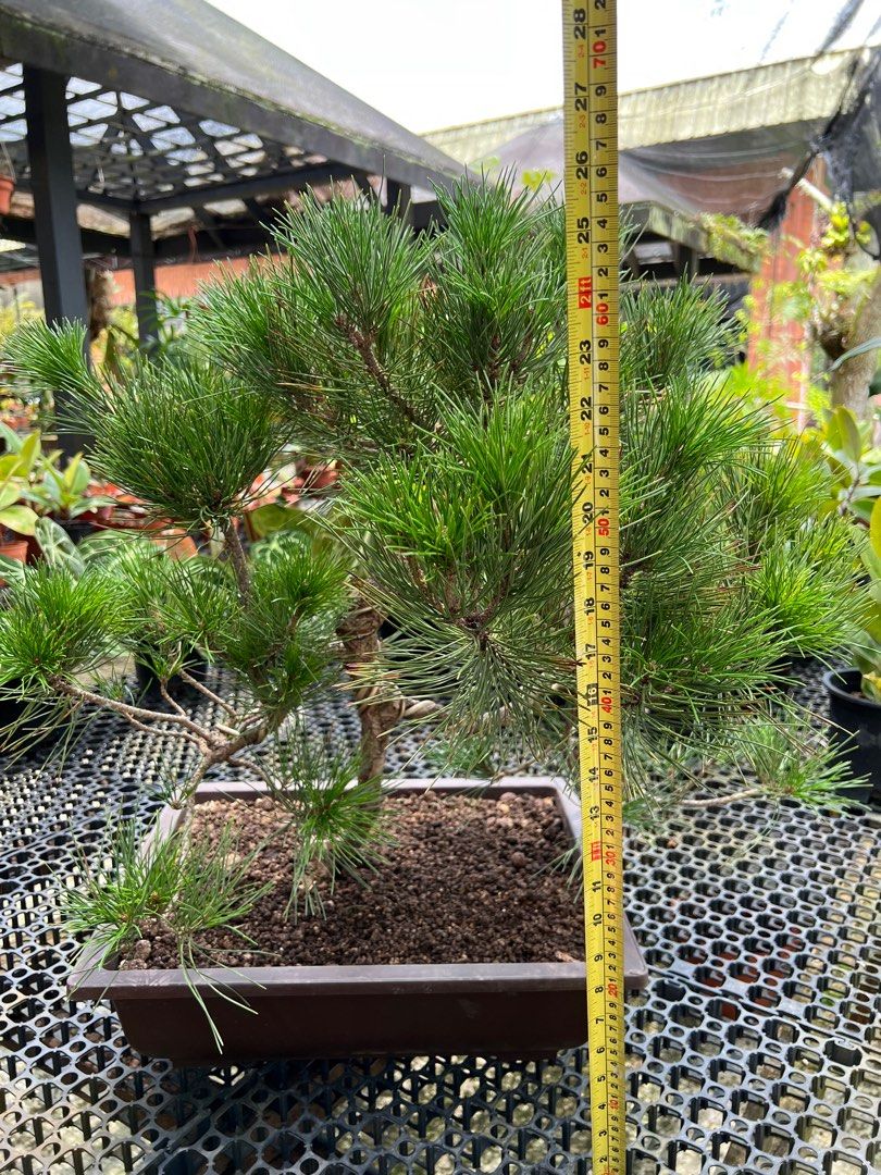 格安店 盆景 #2 agapeeurope.org