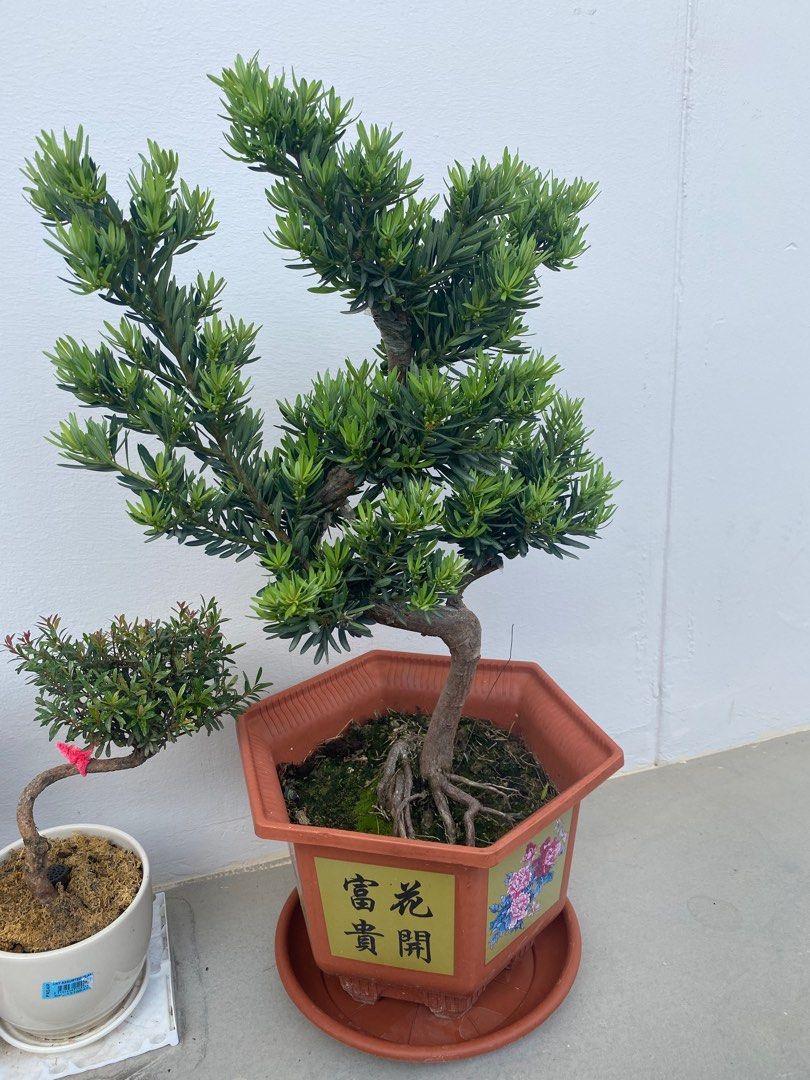 Bonsai Podocarpus Lou Han Song, Furniture & Home Living, Gardening ...