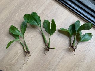(Category: ) located in . Submitted by plantsforgood (Listing ID 1222081979, Image 1). Description: .