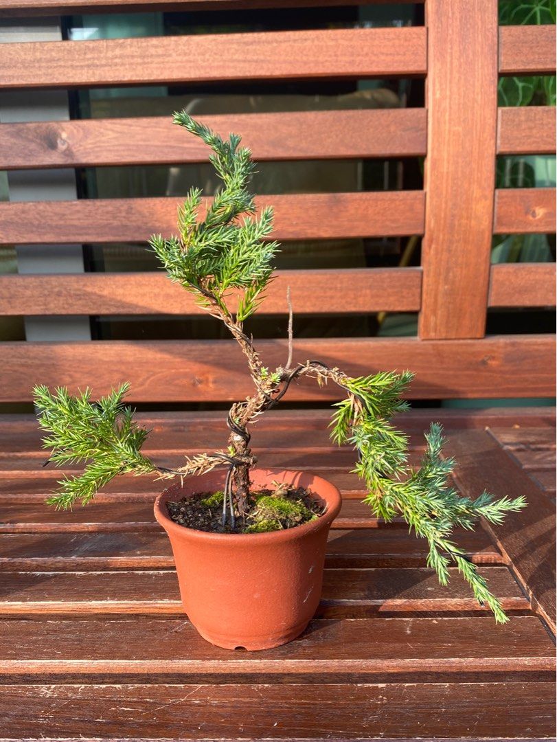 Mini jin deadwood Juniper Juniperus Chinensis Bonsai pine # 7 ...