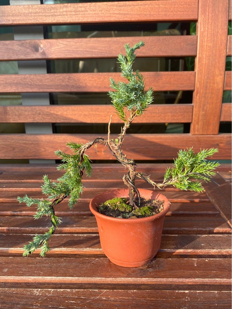 Mini jin deadwood Juniper Juniperus Chinensis Bonsai pine # 7 ...