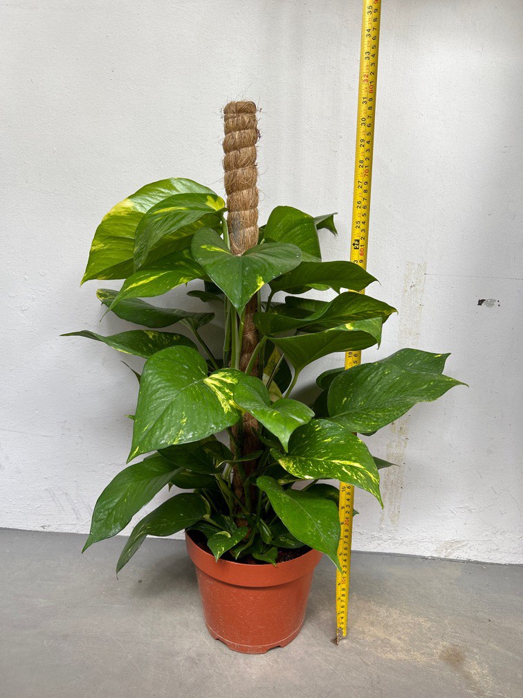 Money Plant Variegated with Pole (Big leaves), Furniture & Home Living
