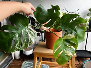 (Category: ) located in . Submitted by little.leafleaf (Listing ID 1222127418, Image 1). Description: .