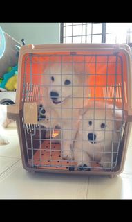 (Category: ) located in . Submitted by waaffless (Listing ID 1222226399, Image 1). Description: .