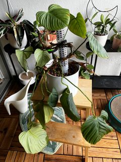 (Category: ) located in . Submitted by little.leafleaf (Listing ID 1222124716, Image 1). Description: .