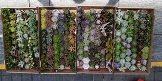 Succulents