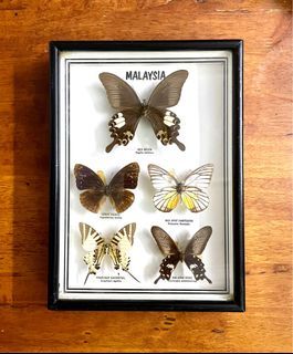 Vintage Real Butterflies Deep Framed 20x28x4cms