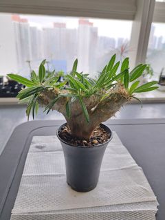 （分類：）位於 。 由 hkplanthk 提交（商品編號 1222241617，圖片 1）。簡介： 。