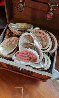 Beautiful Mother-of-pearl shells in Treaure Chest. The shells should have been around for about 30 years. Purchase 40pcs Mother-of-Pearl +Chest for $25 . WhatsApp 9633 7309.