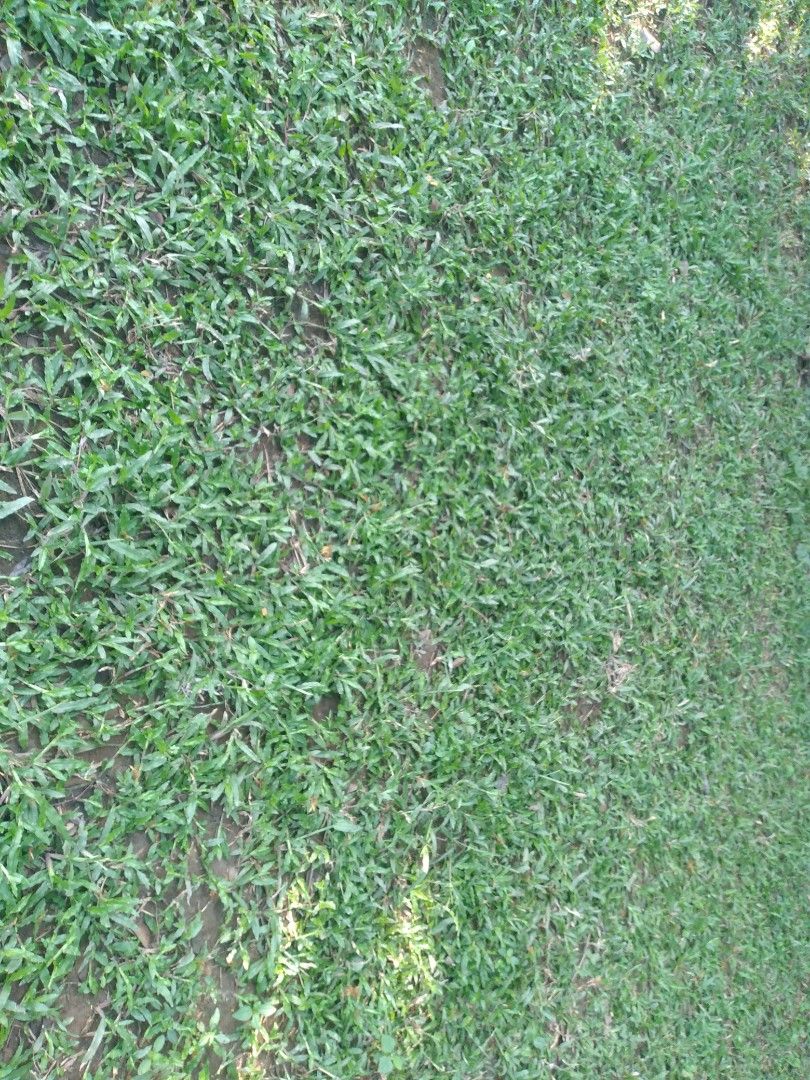 Carabao grass,frog grass and blue grass, Furniture & Home Living ...