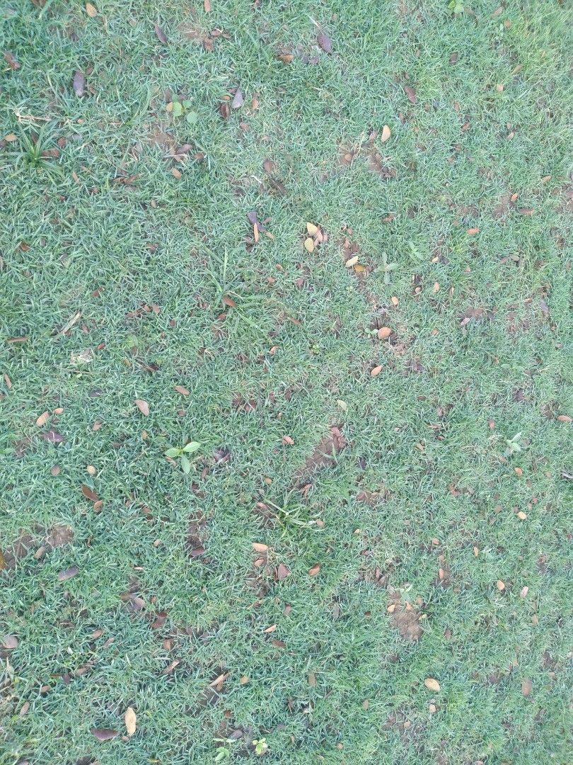 Carabao grass,frog grass and blue grass, Furniture & Home Living ...