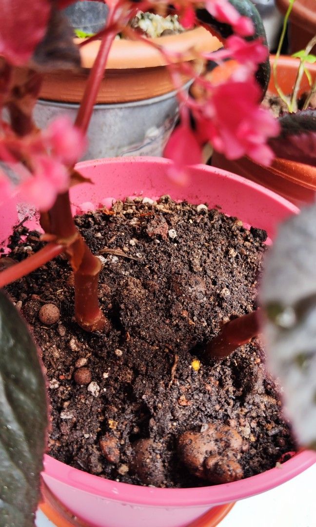 Flowering begonia in a 6 inch pot, Furniture & Home Living, Gardening