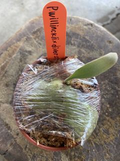 鹿角蕨今日特賣P. willinckii x P.diversifolium (KFL) 3吋盆