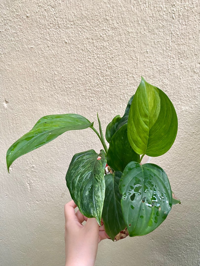 Scindapsus Perakensis Variegated, Furniture & Home Living, Gardening ...