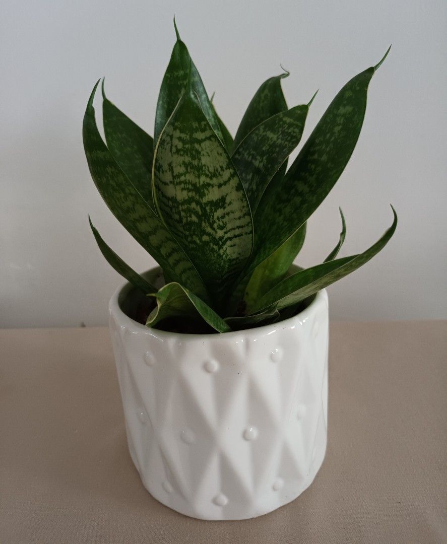 Snake plant (Air Purifier), Furniture & Home Living, Gardening, Plants