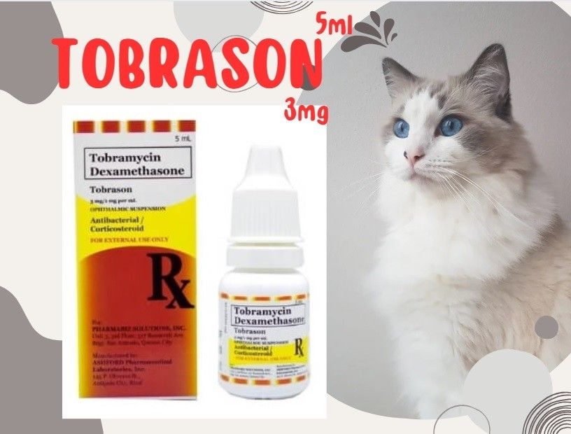 Tobramycin eye drops for dogs sales