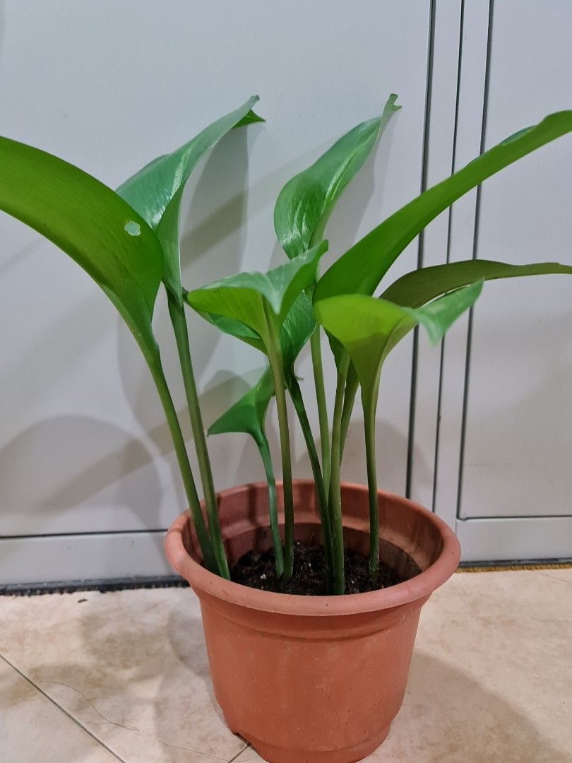 Amazon Lily / Eucharis Grandiflora, Furniture & Home Living, Gardening