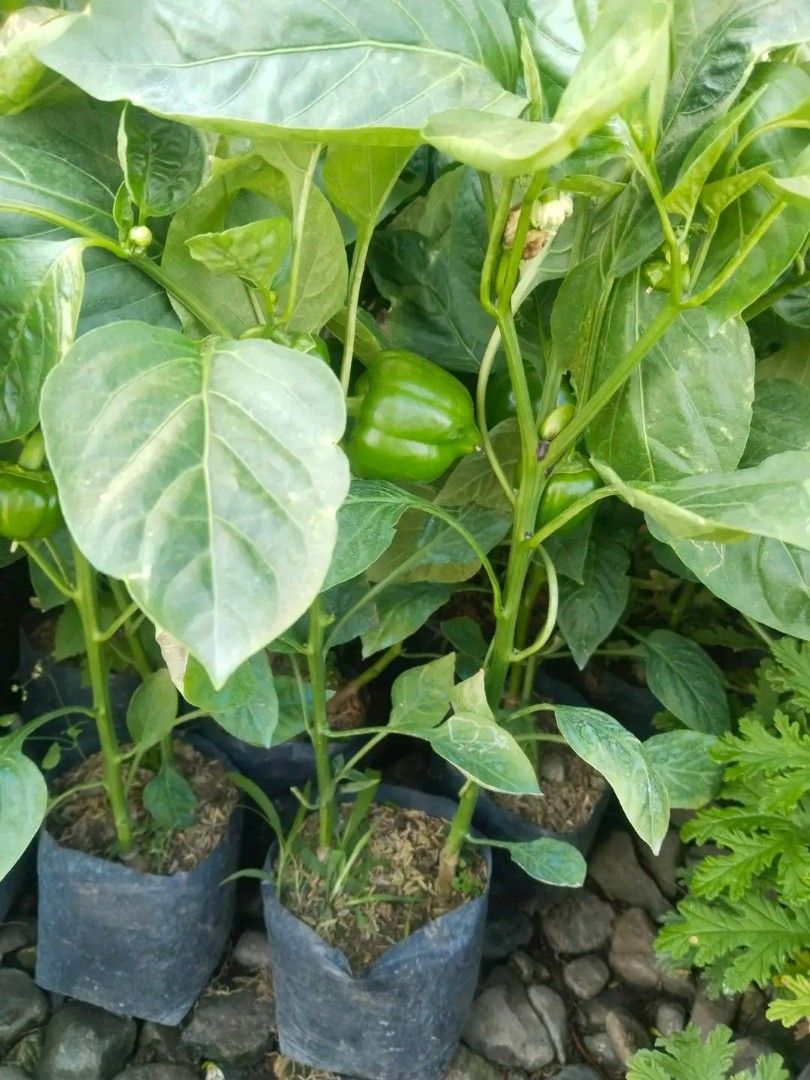 BELL PEPPER PLANT, Furniture & Home Living, Gardening, Plants & Seeds