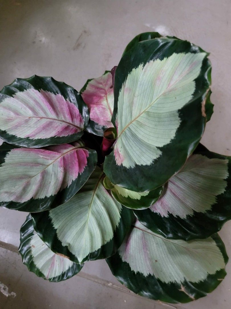 Calathea Roseopicta Rosy Silver Variegated Corona Bushy Healthy Happy ...