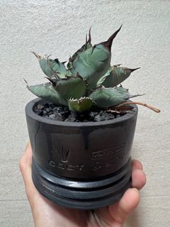 （分類：）位於 。 由 wing.2010 提交（商品編號 1222580611，圖片 1）。簡介： 。
