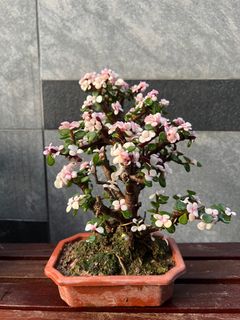 (Category: ) located in . Submitted by bonsai_b (Listing ID 1222568727, Image 1). Description: .