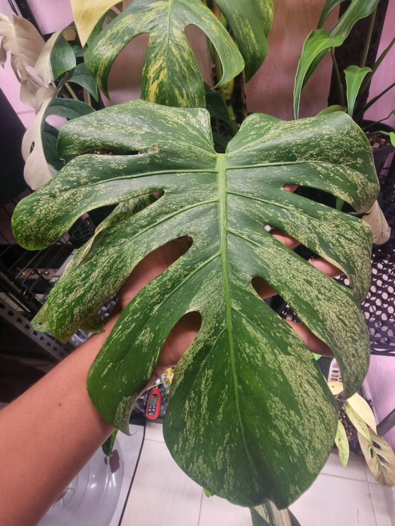 大きな取引 Monstera Deliciosa White Monster 天津蘭 植物/観葉植物 ...