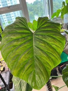 Philodendron Majestic
