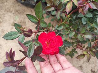 Pitimini Rose Plant