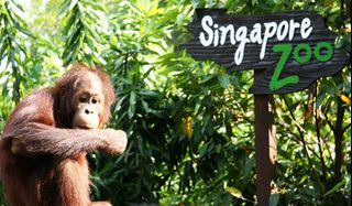 Singapore Zoo Tickets