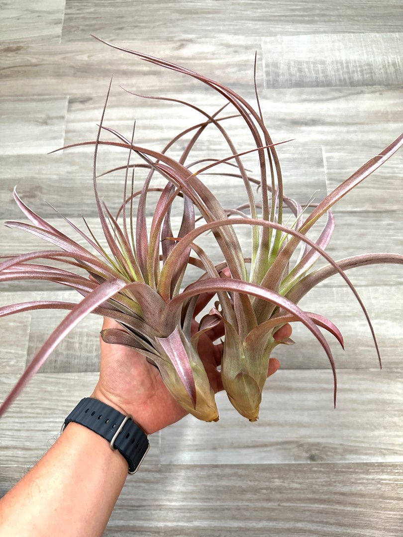 Tillandsia ‘Love Knot’ Airplant, Furniture & Home Living, Gardening