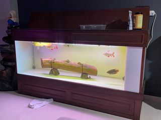 (Category: ) located in . Submitted by kittyvenx (Listing ID 1222757701, Image 1). Description: .