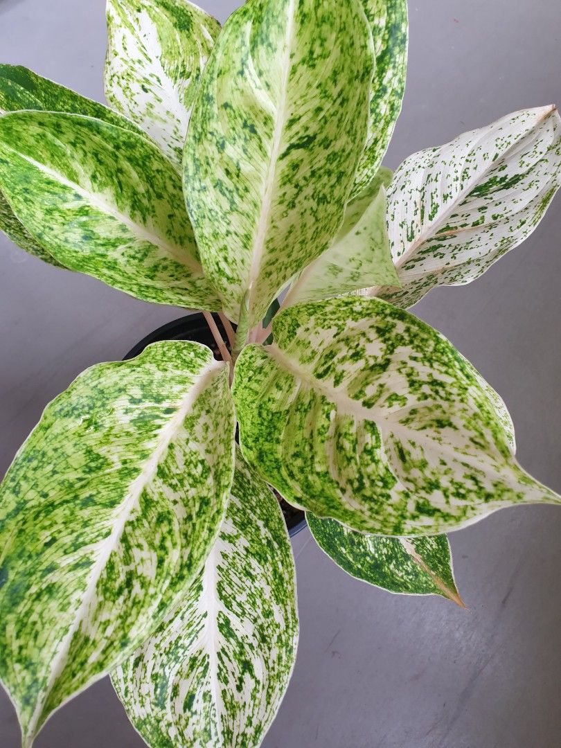 Aglaonema Aglonema Snow White Emerald Variegated Furniture Home Living Gardening Plants