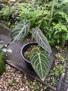 (Category: ) located in . Submitted by rootsingarden (Listing ID 1222658499, Image 1). Description: .