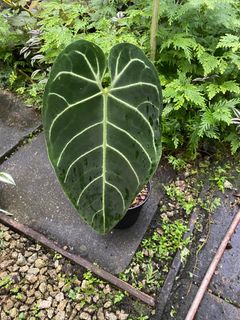(Category: ) located in . Submitted by rootsingarden (Listing ID 1222658775, Image 1). Description: .