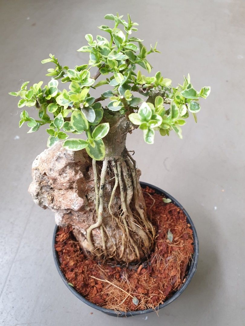 Bonsai Mini Serissa Japonica Serissa Japonica Snowrose Auera Gold