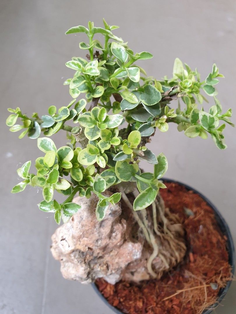 Bonsai Mini Serissa Japonica Serissa Japonica Snowrose Auera Gold