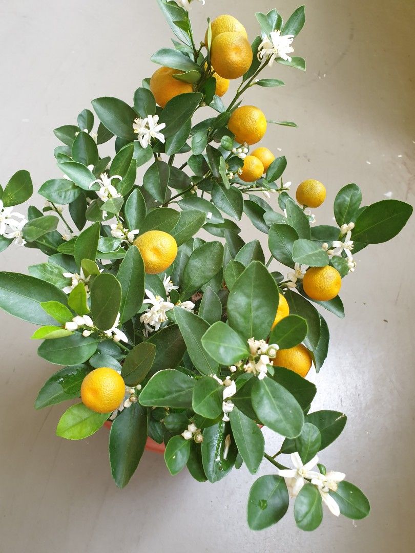 KumQuat Mandarino Cinese Per Torte E Dolci