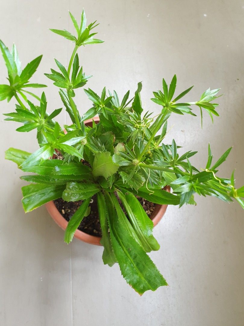 Eryngium Foetidum Mexican Coriander Bushy Healthy Happy Plant