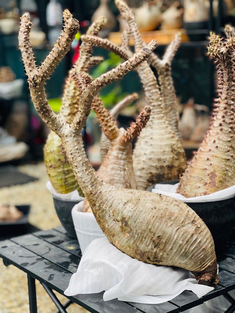 Exotic plants, Furniture & Home Living, Gardening, Plants & Seeds on