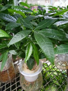 Hydroponic Foliage with Self-watering pot 水培觀葉植物