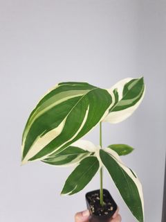 (Category: ) located in . Submitted by phytophilous (Listing ID 1217265695, Image 1). Description: .