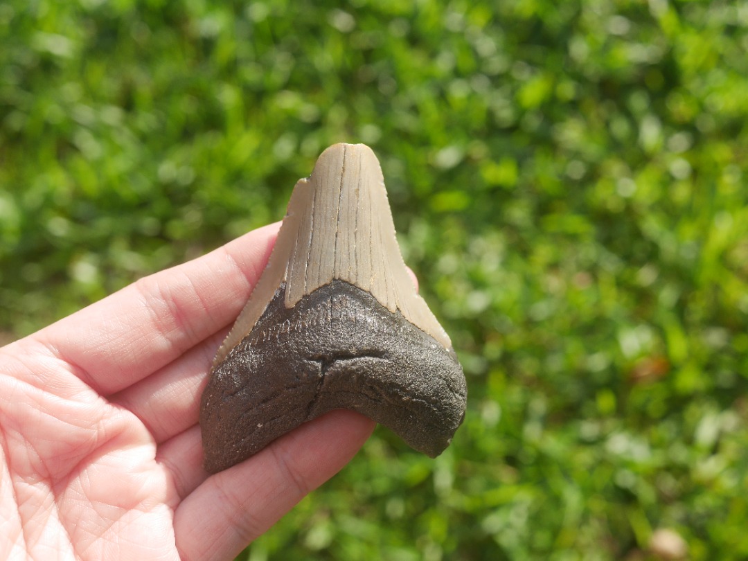 Megalodon tooth fossil, Hobbies & Toys, Memorabilia & Collectibles