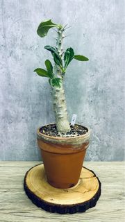 （分類：）位於 。 由 seedinglaw946 提交（商品編號 1222649352，圖片 1）。簡介： 。