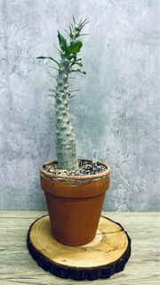 （分類：）位於 。 由 seedinglaw946 提交（商品編號 1222650129，圖片 1）。簡介： 。