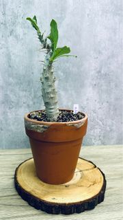 （分類：）位於 。 由 seedinglaw946 提交（商品編號 1222650817，圖片 1）。簡介： 。