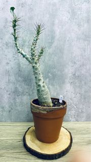 （分類：）位於 。 由 seedinglaw946 提交（商品編號 1222651340，圖片 1）。簡介： 。