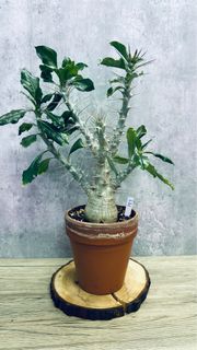 （分類：）位於 。 由 seedinglaw946 提交（商品編號 1222652534，圖片 1）。簡介： 。